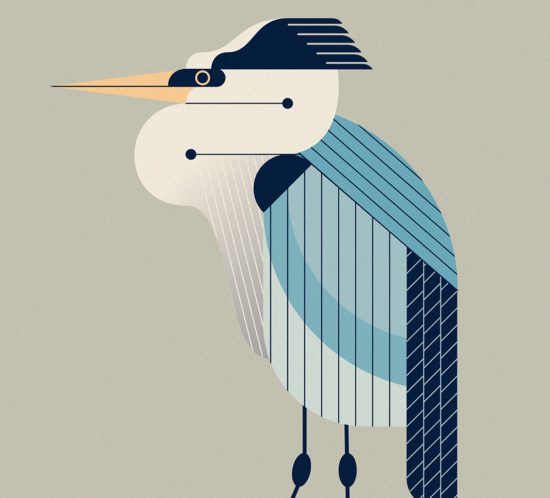 Blue Heron Illustration